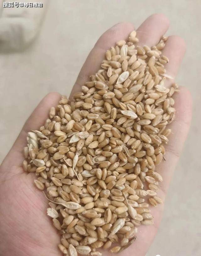 小麦小最新行情分析与市场动态