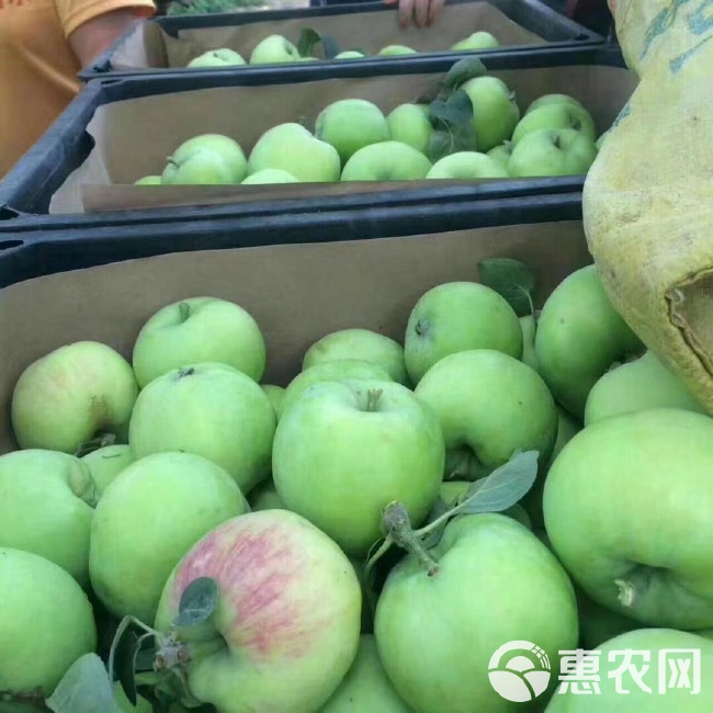 青苹果上市，科技新宠引领生活体验变革