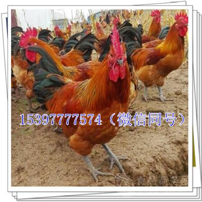 最新肉鸡价格行情详解及获取分析指南
