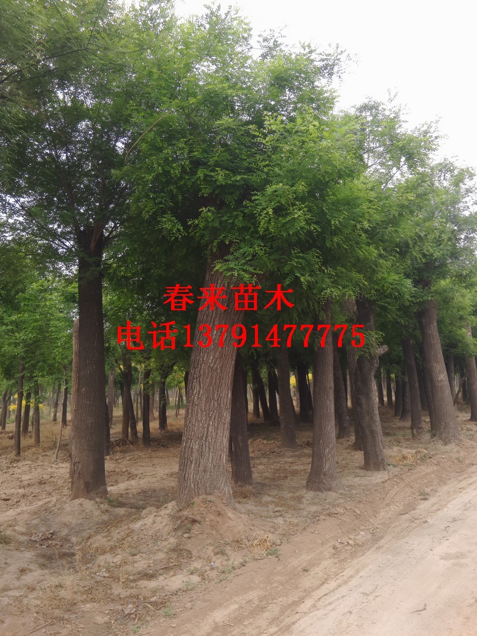 国槐价格表最新报价更新📣🌿
