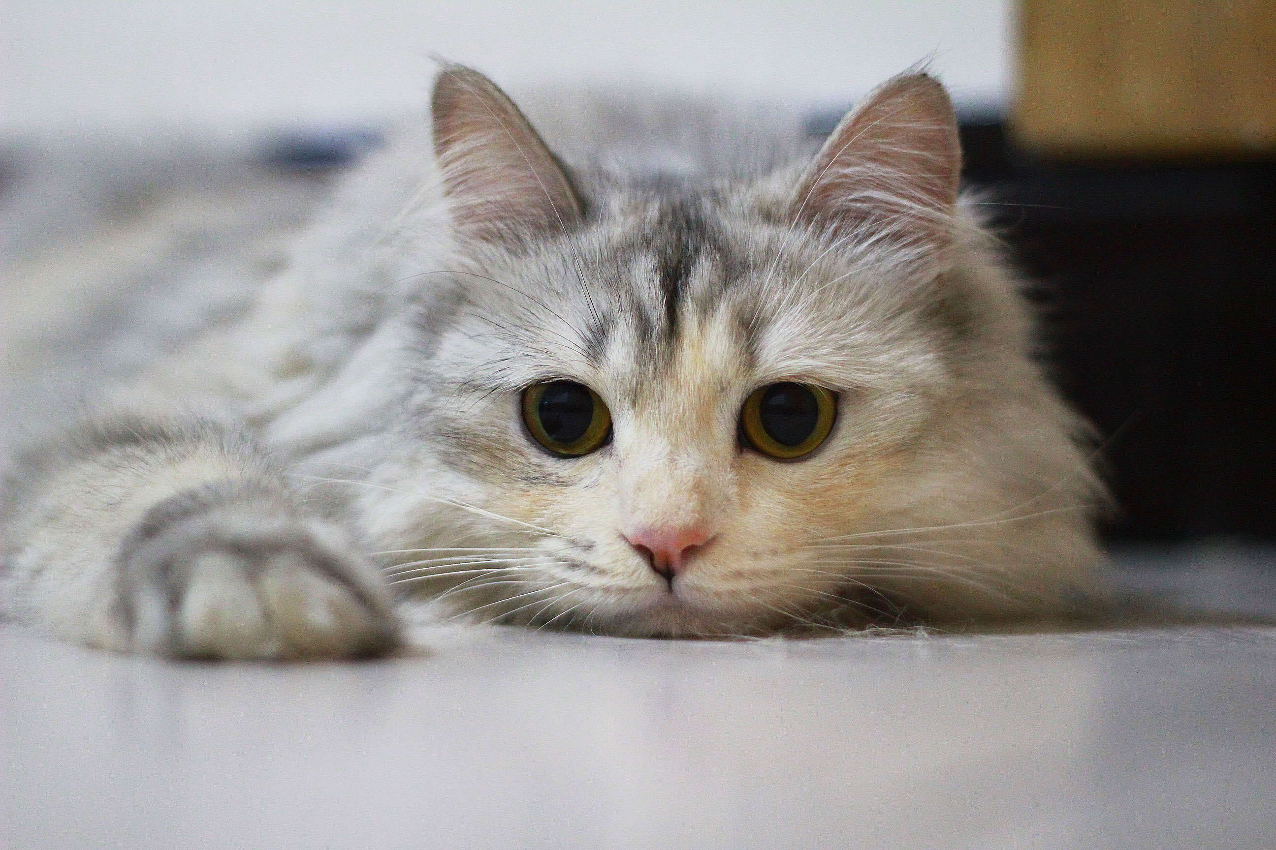 猫咪最新版本的深度探讨与观点阐述