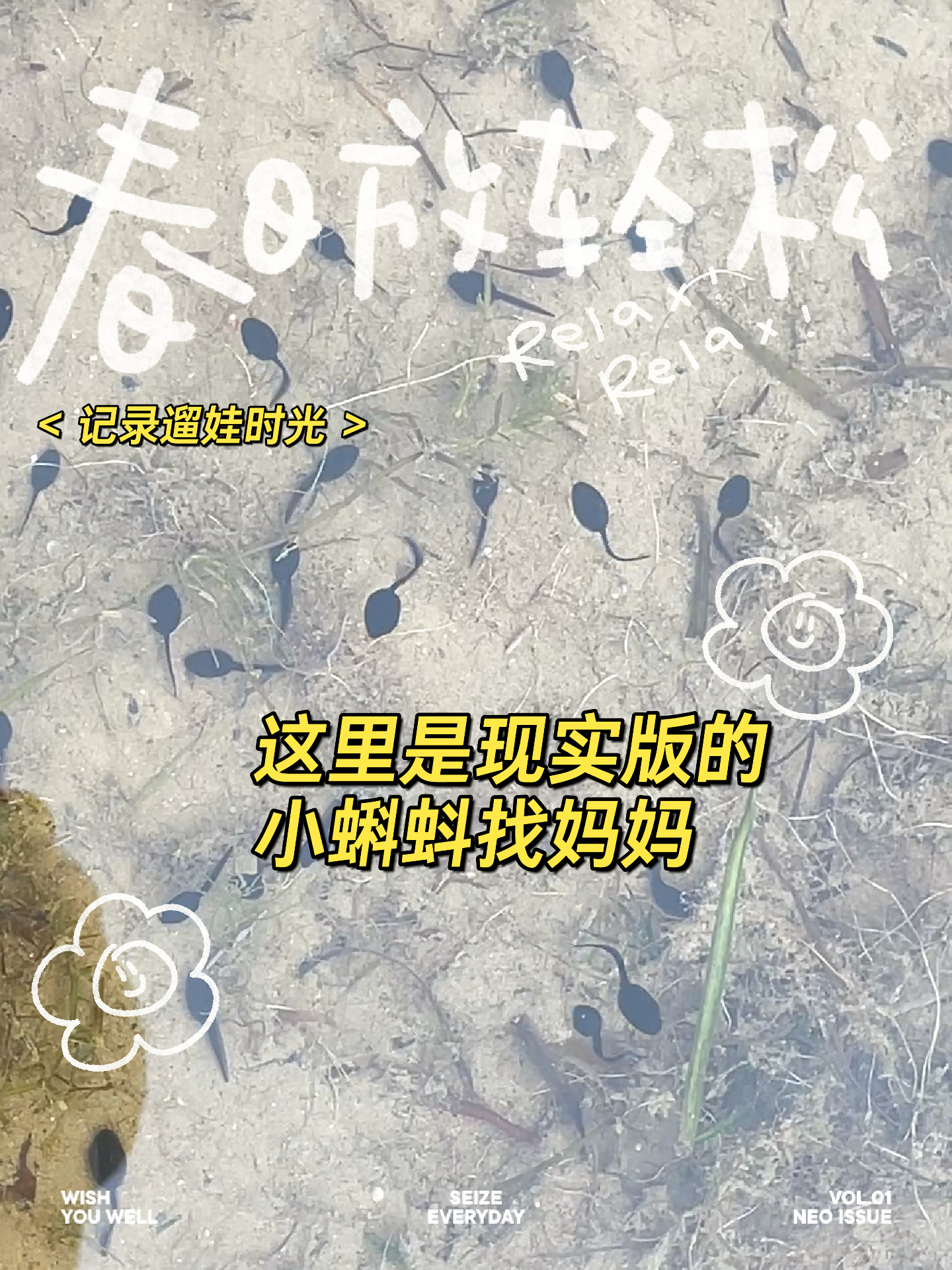 关于蝌蚪最新地址的探讨与分享（2025年）