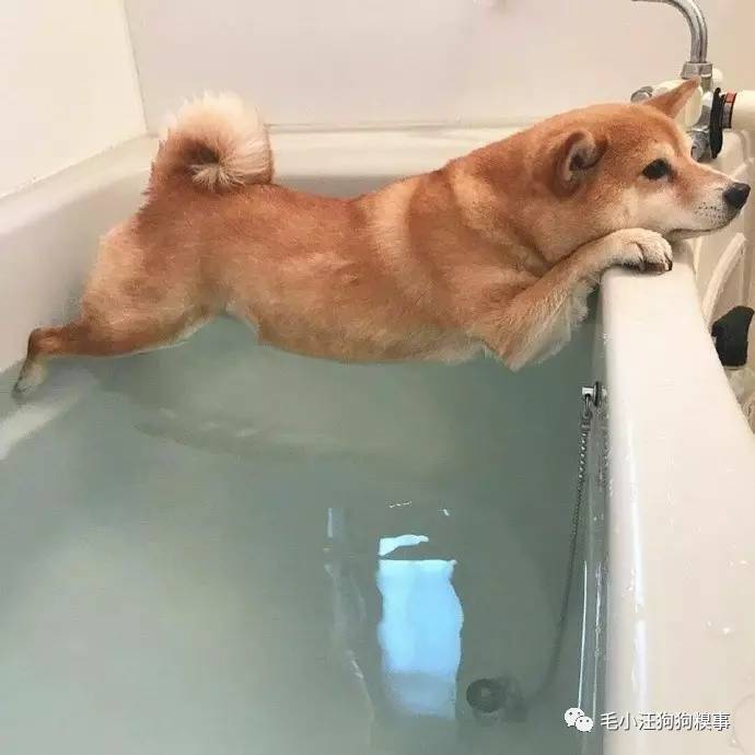 狗磊最新动态更新