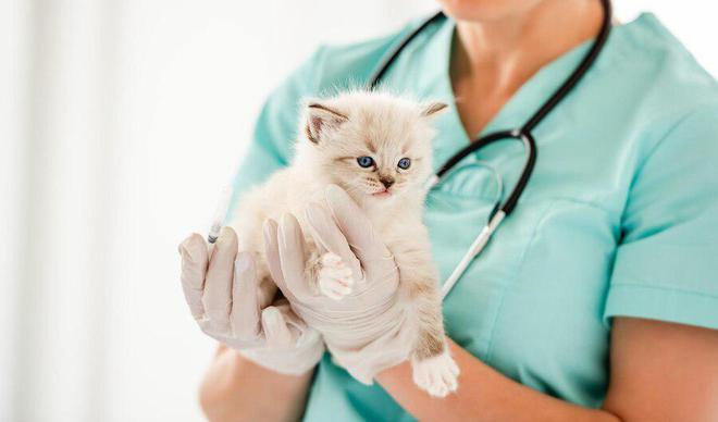 智能宠踪科技产品介绍，猫咪最新地址紧急追踪服务启动！